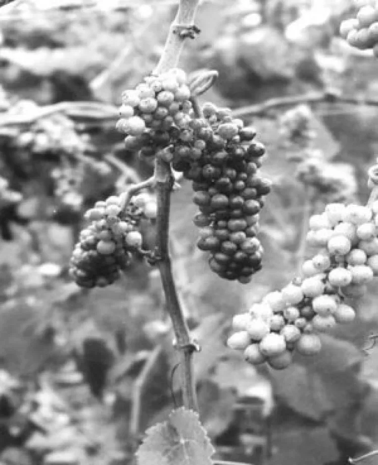 Am luat nota de trecere la reconversia soiurilor de vita de vie