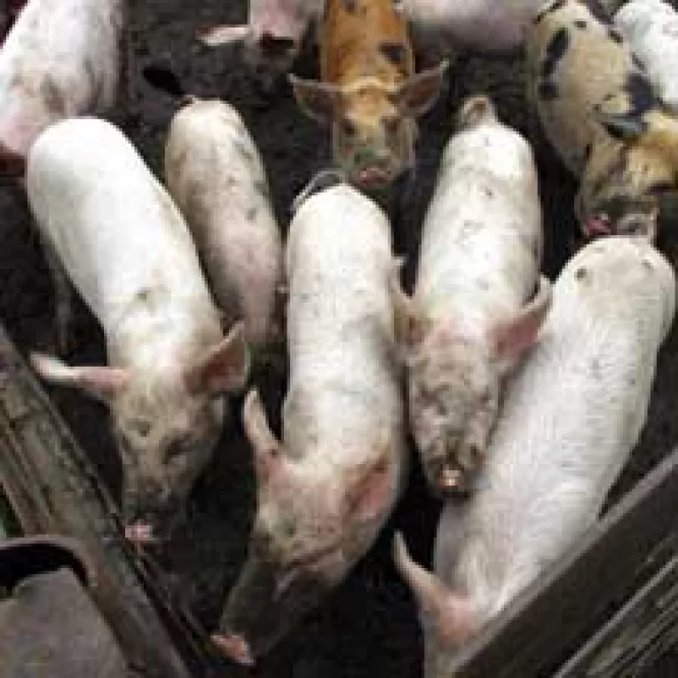 Carnea de porc romaneasca poate lua drumul UE