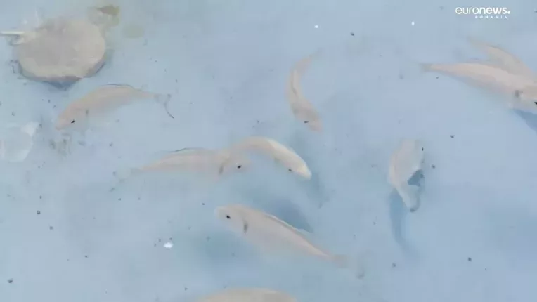 Dorada, adaptata in apa Marii Negre. Toate cele 200 de exemplare aduse in primavara au supravietuit