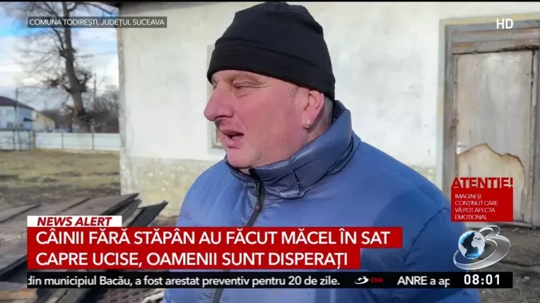 Macel in Suceava. O haita de caini agresivi a omorat cinci capre. Autoritatile trag de timp