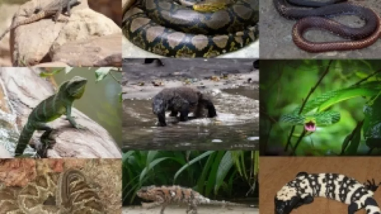Muzeul National de Istorie Naturala Grigore Antipa gazduieste expozitia Reptilia