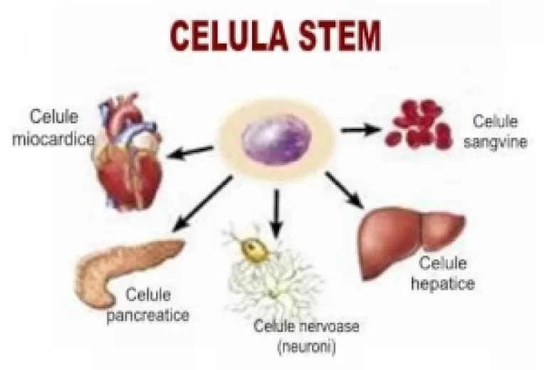 SF: A fost descoperita tehnologia de regenerare a tesuturilor distruse cu ajutorul celulelor stem 